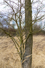 Wall Mural - tree on the beach