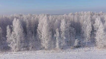 Wall Mural - Aerial Shot of  Snow White Forest Covered With Hoarfrost.