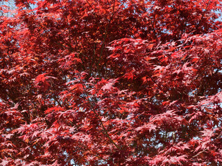 Poster - Acer palmatum  atropurpurea | Erable rouge du Japon ou érable japonais lisse magnifique arbuste originaire de Chine et Corée à feuilles rouges ciselées sur des rameaux à écorce brun-rouge