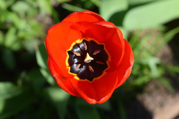 Canvas Print - rote Tulpenblüte