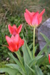 Rote Tulpen  im Steingarten