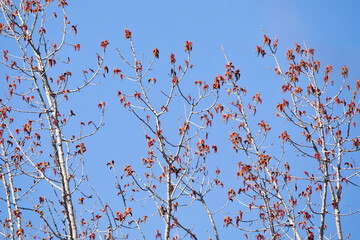 branches with spring leaves against blue sky