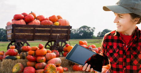 Wall Mural - Farmer with tablet on pumpkin field. Smart farming