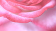 Detail of rose petal pink sweet for background image.