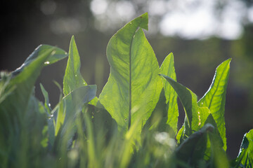 Wall Mural - selective focus of the growing green leaves of the plants in the garden