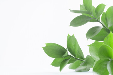 Wall Mural - creative mock-up of colorful riskus leaves on a white background. minimal summer exotic concept with