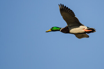 Canvas Print - Mallard Duck Flying in a Blue Sky