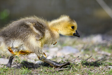 Canvas Print - Newborn Gosling Exploring the Fascinating New World