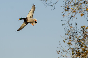 Canvas Print - Mallard Duck flying Low Over the Autumn Trees