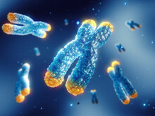 Telomeres Are Found On Both Ends Of Chromosomes. Telomere Length Is Affected By Lifestyle And Has Direct Impact On Human Health And Lifespan. Chromosome Damage And Repair Concept.