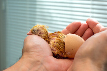 Wall Mural - Wet newborn chick just emerging from the egg on the palms