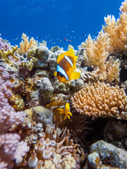 Wall Mural - colorful corals and exotic fishes (Nemo fish) at the bottom of the red sea. beautiful natural summer background