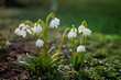 © galyna0404 - Little first spring flowers of snowdrops bloom outdoors in the spring