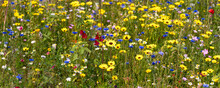 Colorful Wildflower Meadow In Spring
