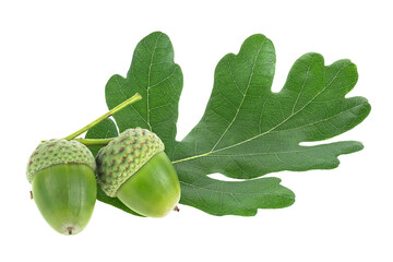 Two green acorn fruits with green leaf isolated on a white background