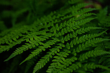 Fern