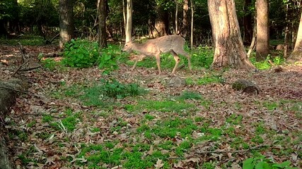 Wall Mural - whitetail deer in forest