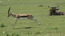 Two Males Of Thomson's Gazelle