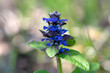 Ajuga reptans blue bugle flowering sprintime plants, group of bugleweed flowers in bloom