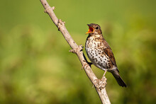 Song Thrush Singing On Branch In Sunlight With Copy Space