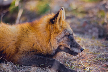 Sticker - Beautiful reddish-gray fox in the reserve in early spring, portrait