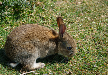 macro close up of a wild young rabbit with brown fur glistening in the sunshine 