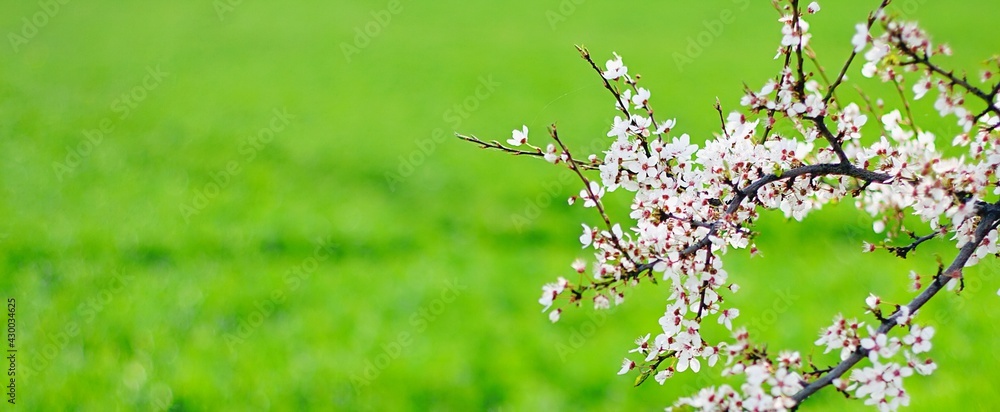 Kwiaty, drzewo, wiosna - obrazy, fototapety, plakaty 
