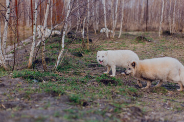 Sticker - Arctic foxes play in the spring in the reserve