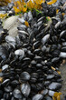 Conglomerate of mollusks found when water retires, Valdez, Alaska