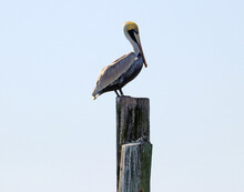 A Brown Pelican Sits Proudly Atop An Old Pier Post At Topsail Island North Carolina.