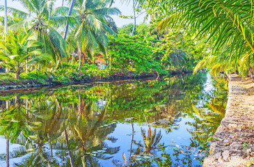 Canvas Print - The greenery at Hamilton's Canal, Sri Lanka