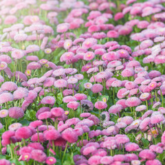 Bellis flowers on the flowerbed.