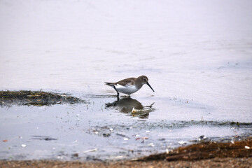 Poster - shorebird hunting in marshy sea waters along shore