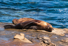 Sea Lion Sunbathing On The Rocks