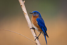 Photo Of An Eastern Bluebird Male On A Branch