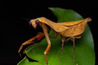 Beautiful close-up of wildlife Dead leaf mantis on green leaves - Deroplatys truncata (selective focus)
