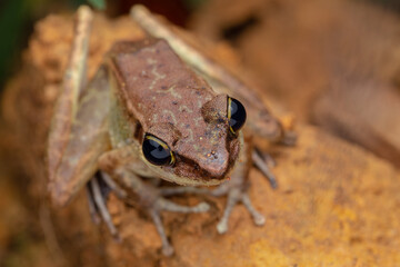 Wall Mural - Close-up image of beautiful Torrent Frog of Borneo