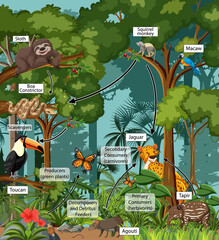 Diagram showing food web in the rainforest