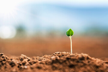 Wall Mural - small plant growing on dirt in nature with sunshine background. environment concept