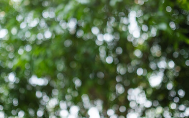 Wall Mural - Abstract green bokeh of trees, blurred nature background