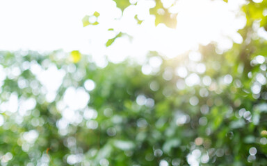 Wall Mural - Abstract green bokeh of trees, blurred nature background