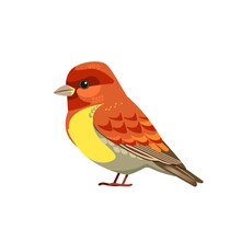 The House Finch Is A Bird In The Finch Family Fringillidae. Cartoon Flat Beautiful Character Of Ornithology, Vector Illustration Isolated On White Background. Tiny Sparrow Songbird