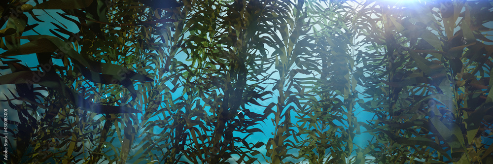 kelp forest, giant brown algae seaweed - obrazy, fototapety, plakaty 