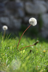 Sticker - herbe gazon pissenlit fleurs printemps environnement