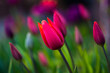Tulpe Tulip Blume Blüte Lila Violet Magenta Rot Orange Bokeh bunt