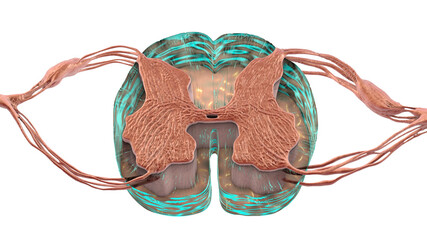 Sticker - Spinal cord, cross-section, 3D illustration showing anatomy of the human spinal cord