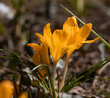Fotografia żółtych krokusów rosnących w lesie. Fotografia w technice digital paiting.