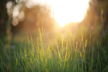 Wild flower. Little flowers on a green meadow.