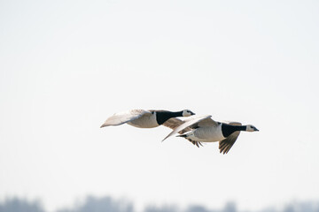 Two geese fly by, above the lake. Blue sky and sun