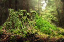 Old Mossy Tree Stump In The Forest